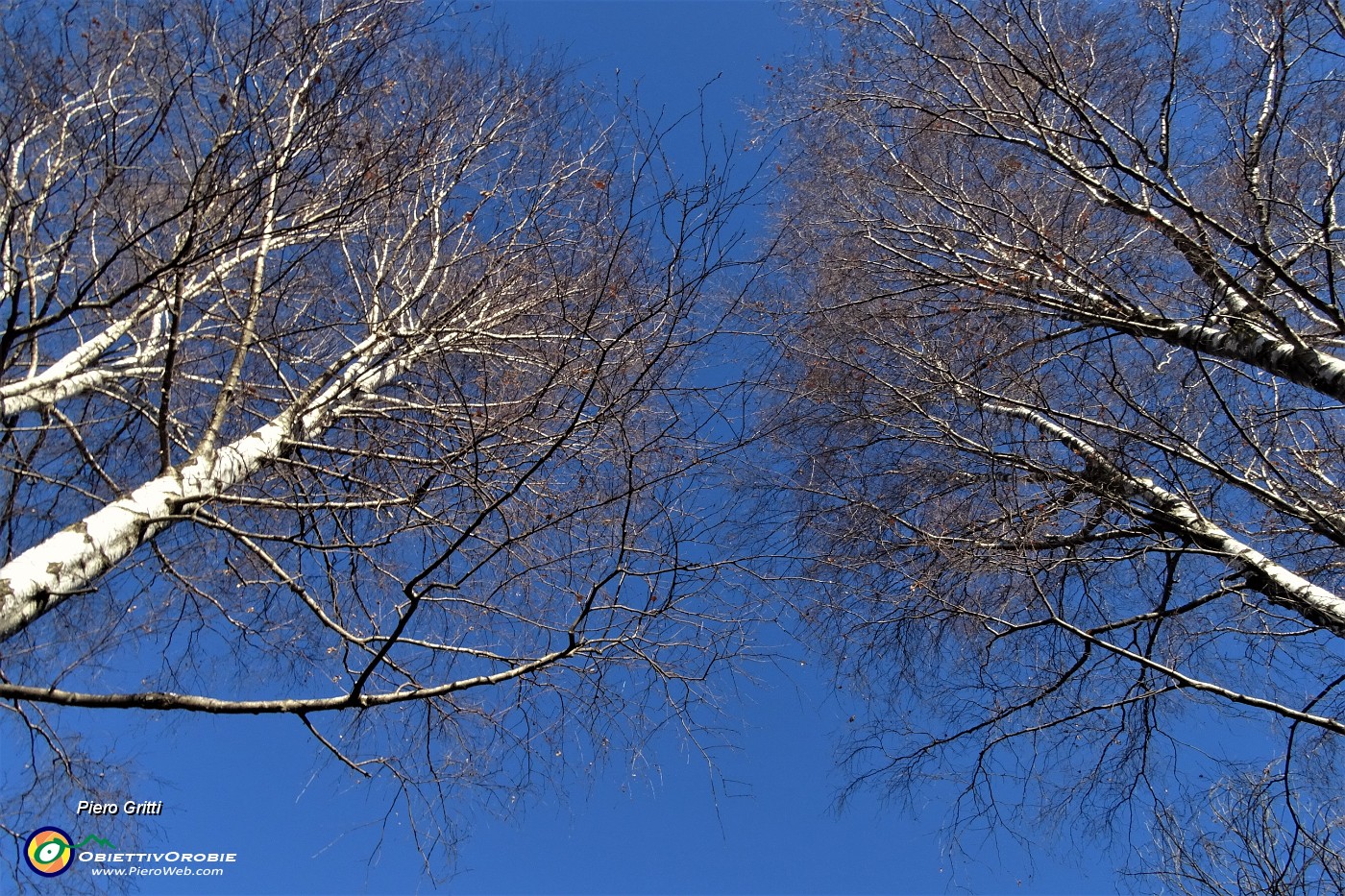 36 Betulle svettano nel cielo azzurro.JPG